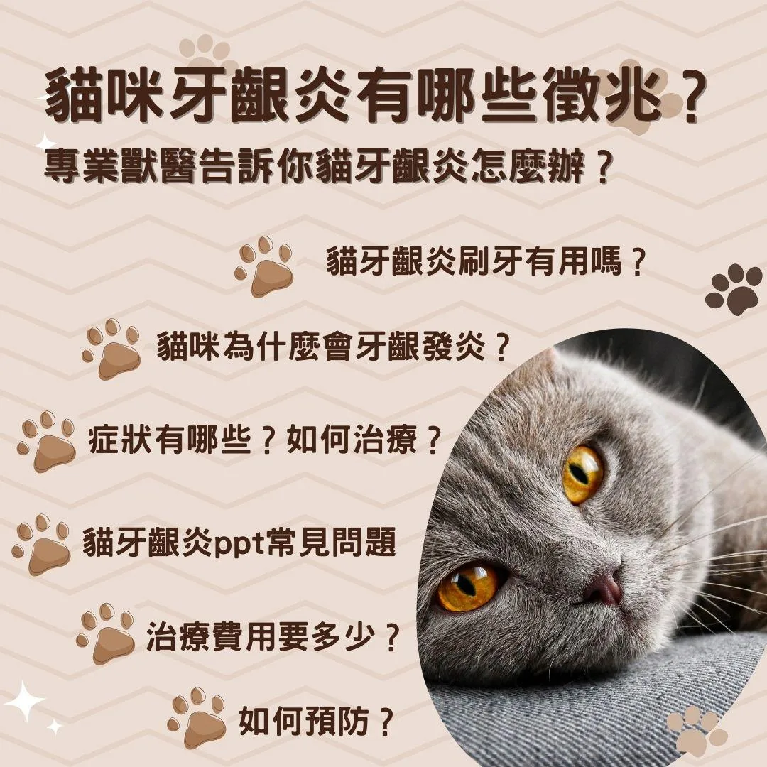 說明貓咪牙齦炎有哪些徵兆？專業獸醫告訴你貓牙齦炎怎麼辦？