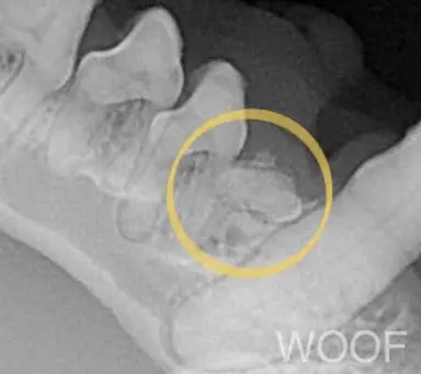 犬貓乳牙不處理會怎樣?這些狗狗品種要注意! 1 1008320221020121 17 5