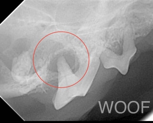 犬貓臉腫怎麼辦: 關於齒根囊腫 5 1008320221031092 2