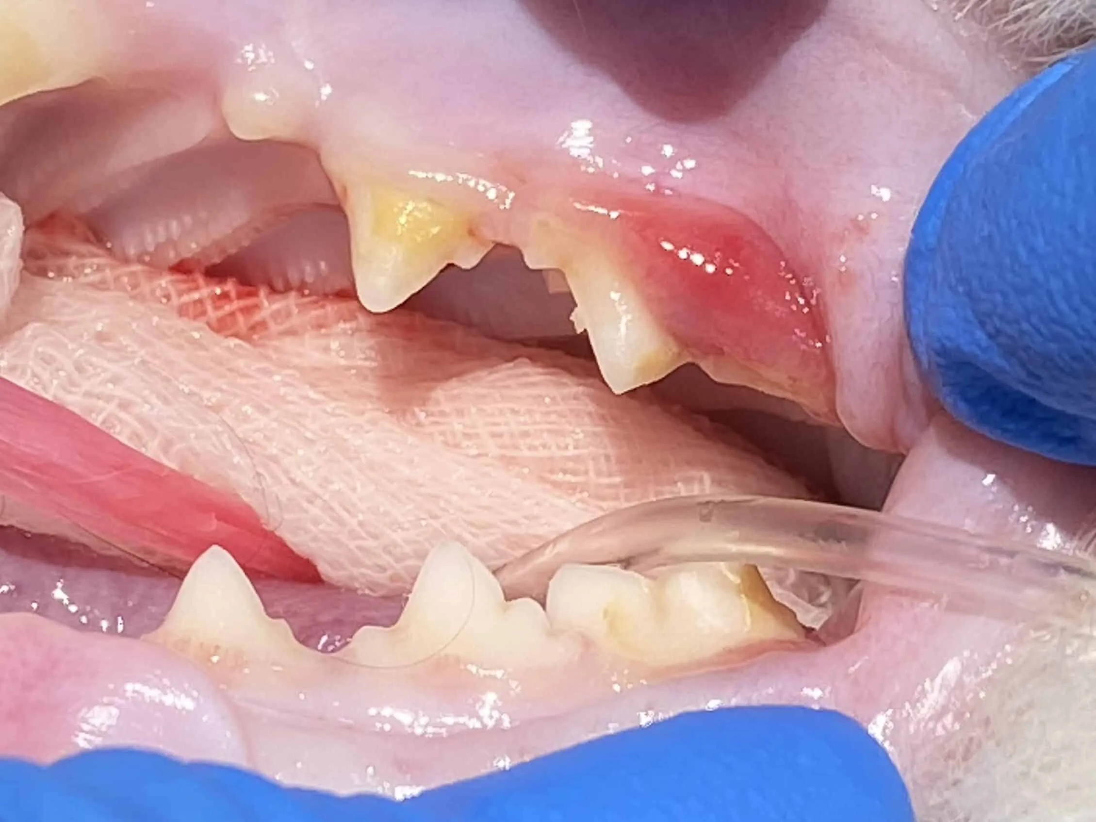 貓幼年型增生性齒齦炎 (Juvenile Feline Hyperplastic Gingivitis) 3 1008320221104093 11 edited