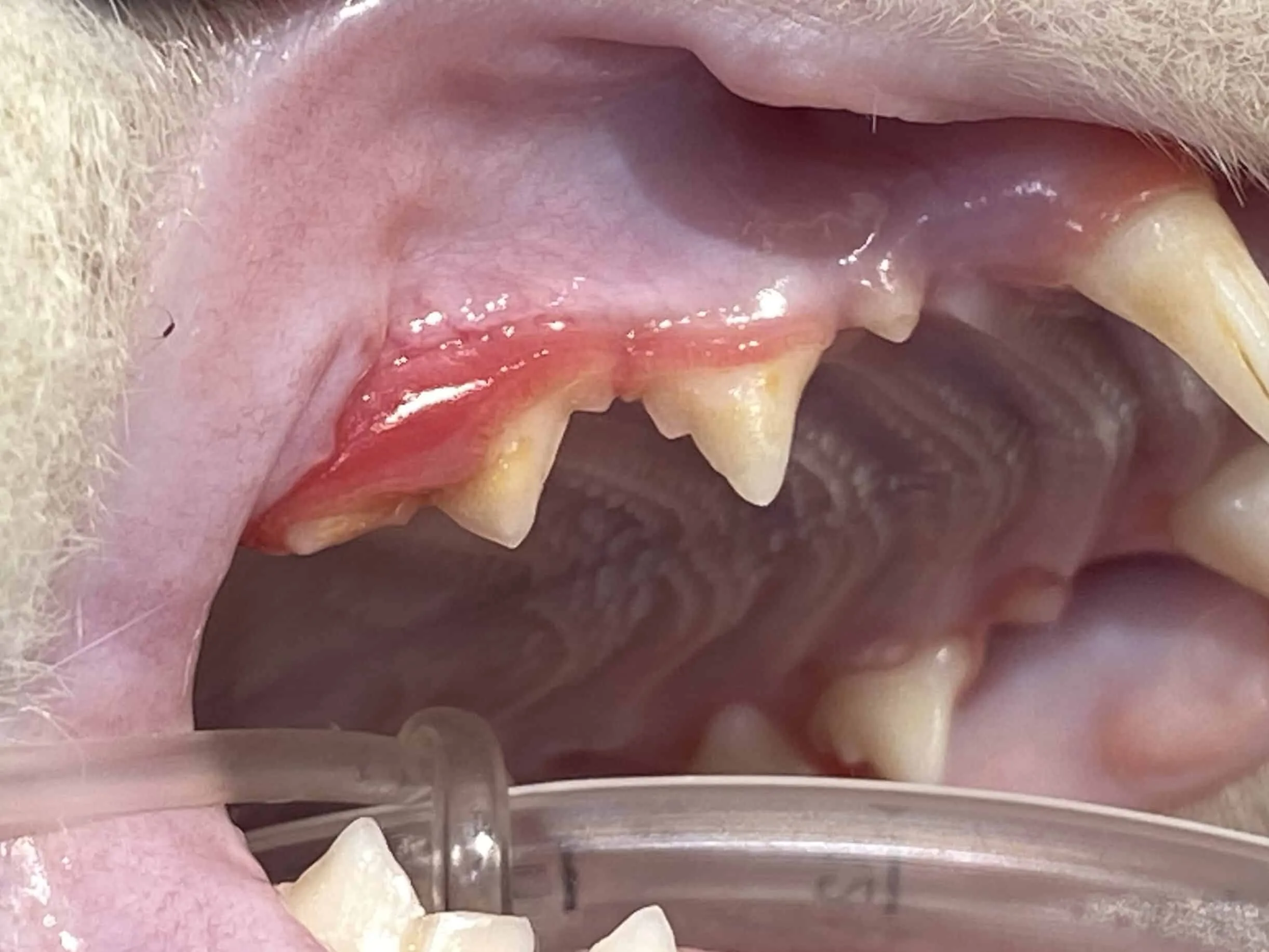 貓幼年型增生性齒齦炎 (Juvenile Feline Hyperplastic Gingivitis) 5 1008320221104093 13 edited