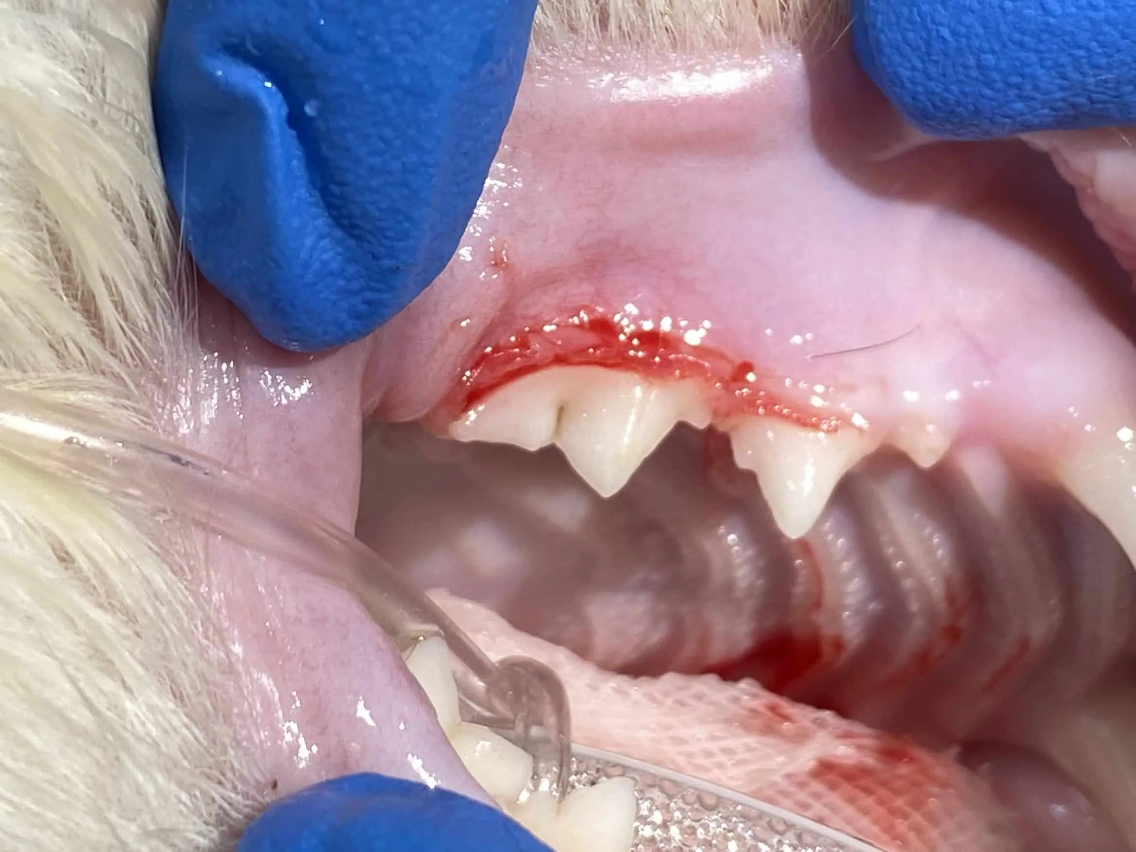 貓幼年型增生性齒齦炎 (Juvenile Feline Hyperplastic Gingivitis) 6 1008320221104093 14 edited