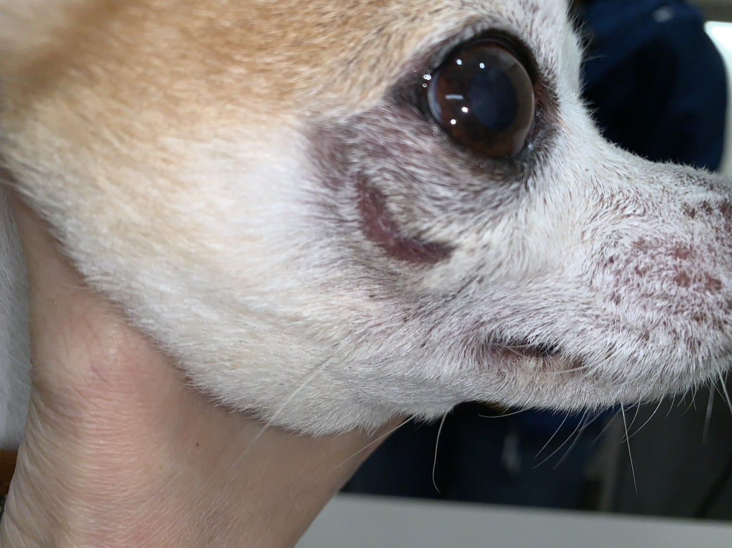 犬貓臉腫怎麼辦: 關於齒根囊腫 7 1008320221107093 2