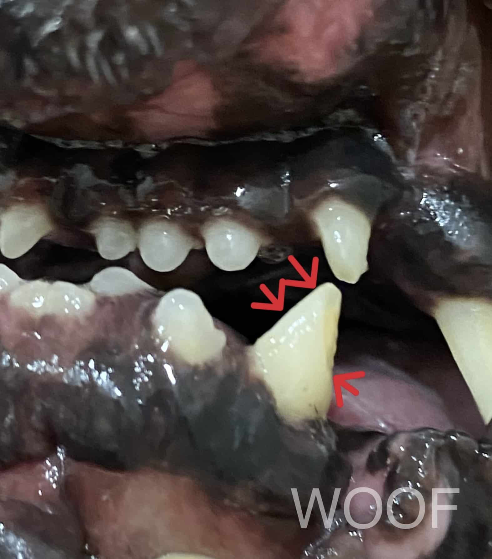 啃咬玩具請慎選。狗左下犬齒牙體復型 3 1008320230103141 31