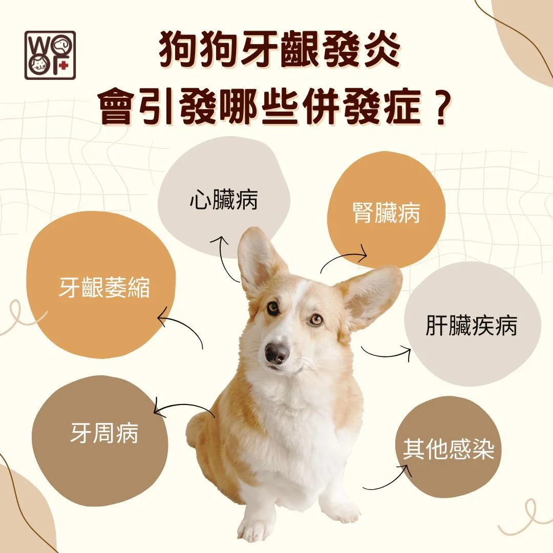 說明狗狗牙齦發炎還會引發哪些併發症？