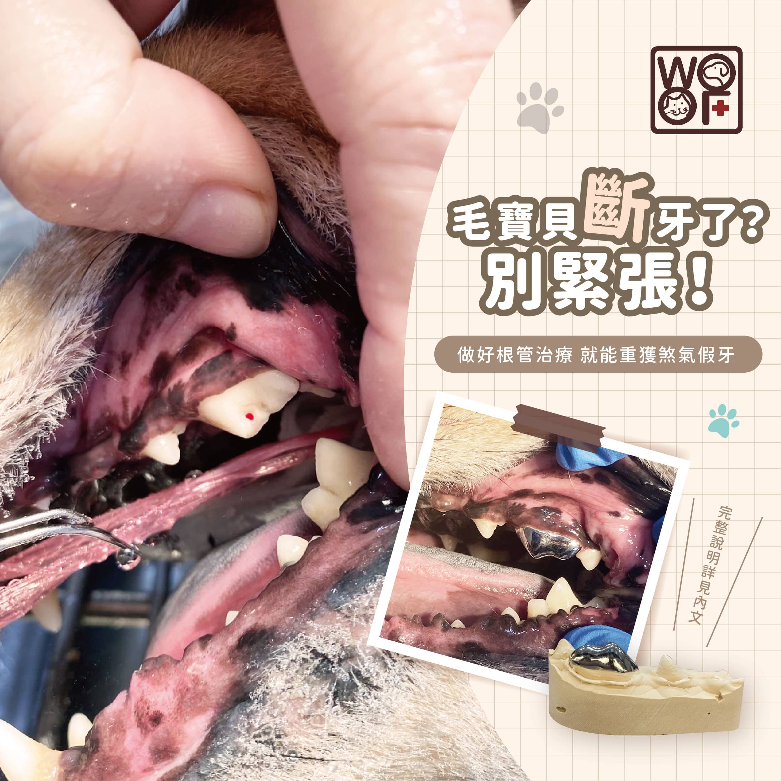 毛孩斷牙別緊張！淺談貓狗根管治療 ( Endodontic Treatment)