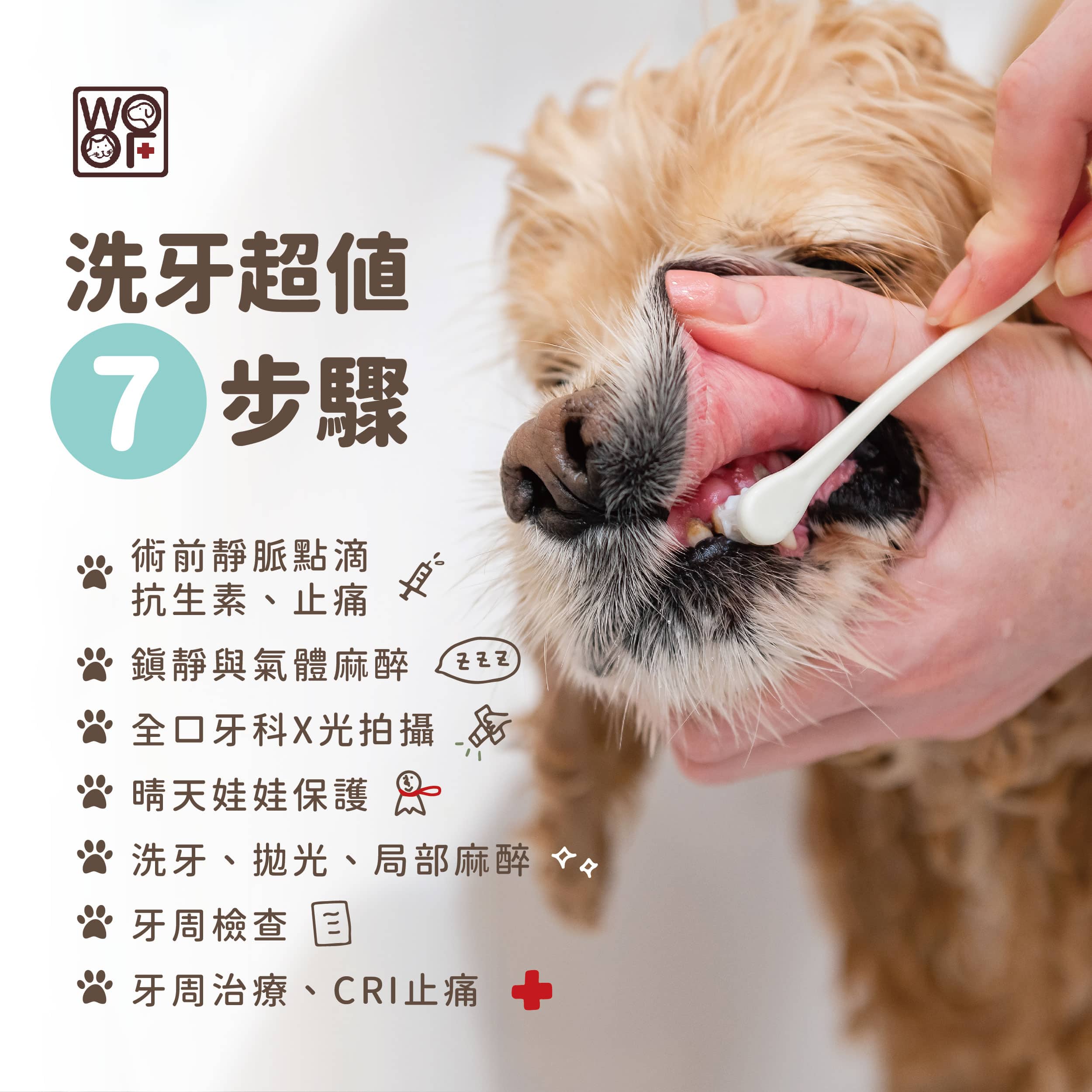 犬貓洗牙超值7步驟！常見QA大集合