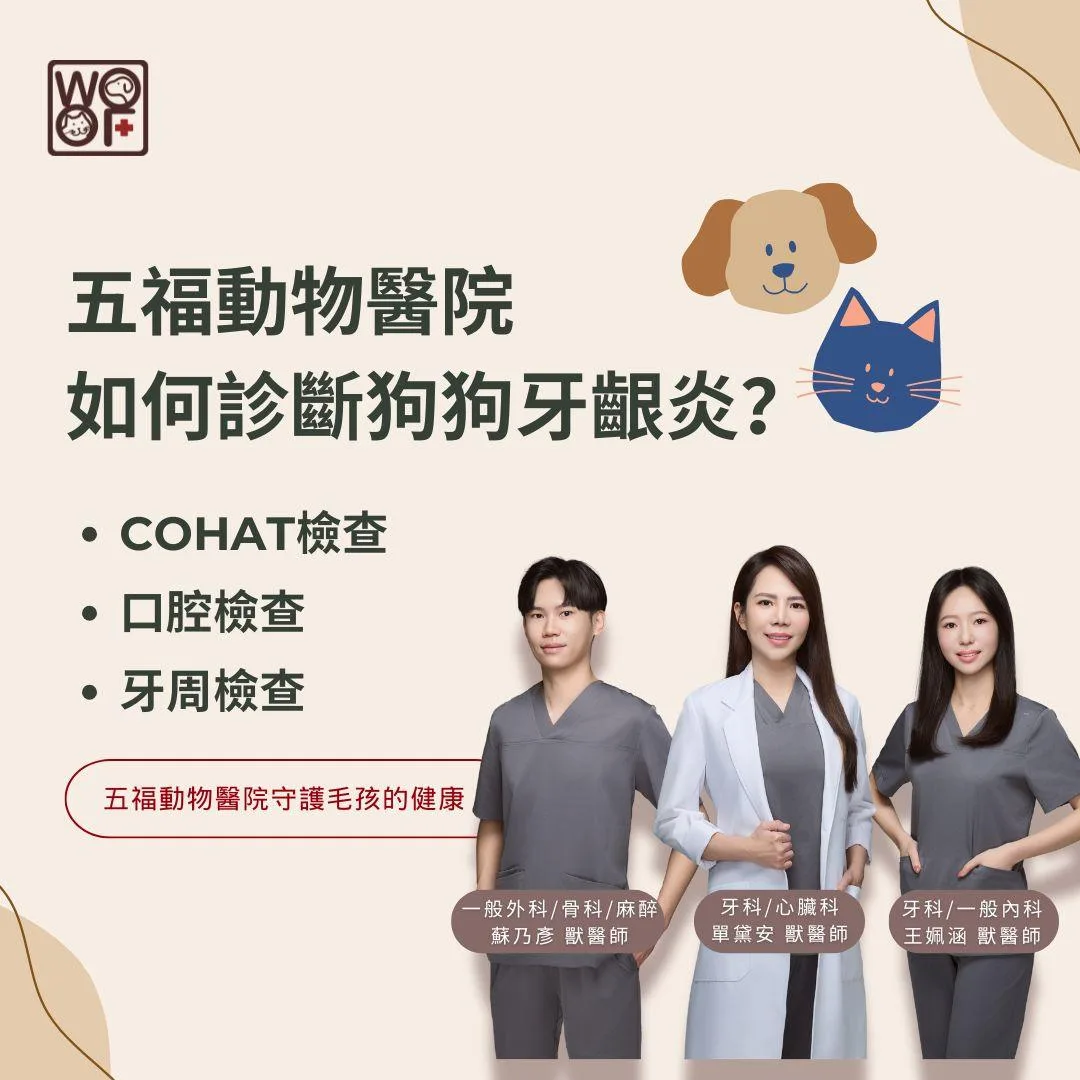 說明五福動物醫院如何診斷狗狗牙齦炎？