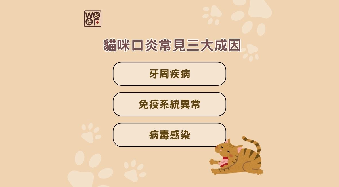 貓咪口炎常見三大成因