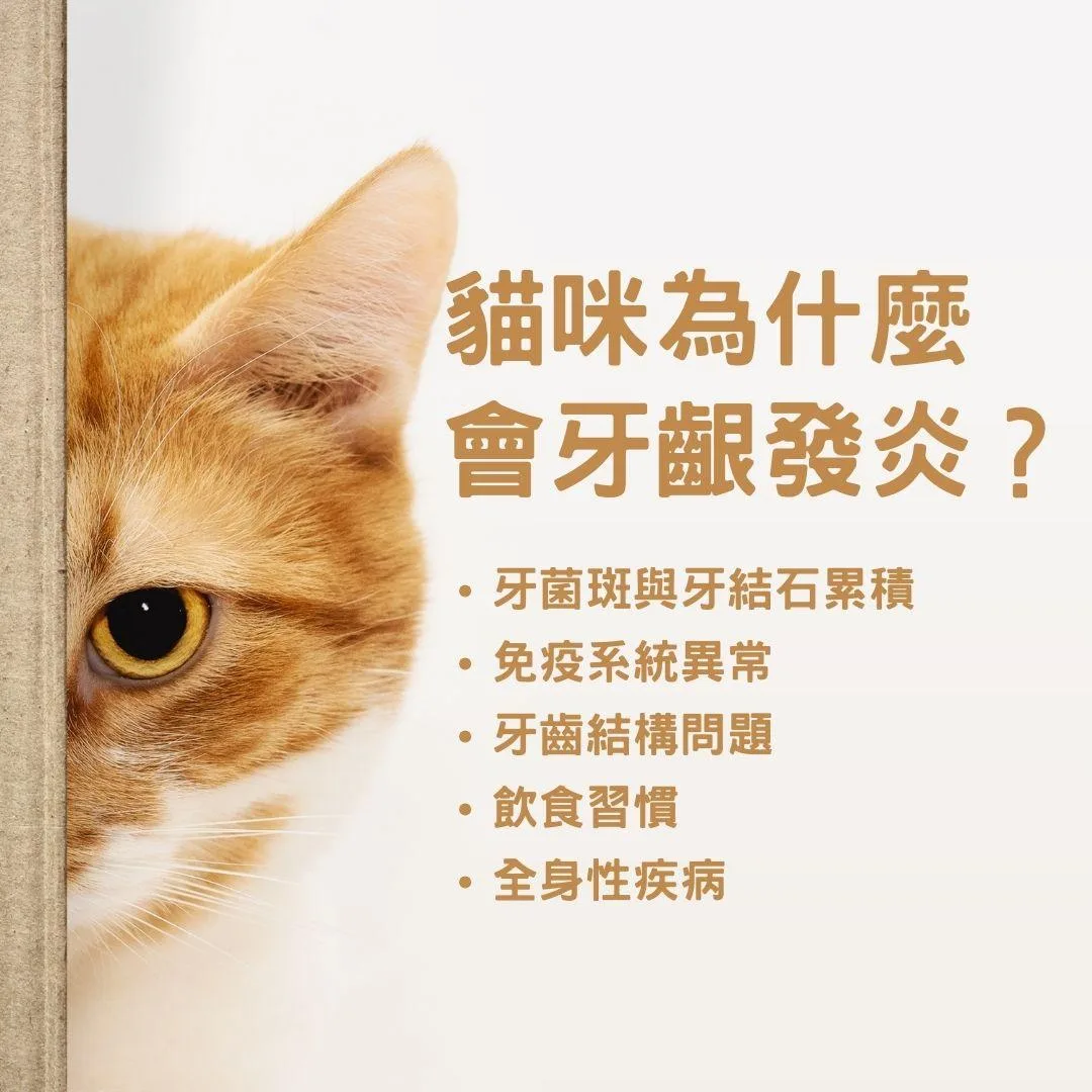 說明貓咪為什麼會牙齦發炎？