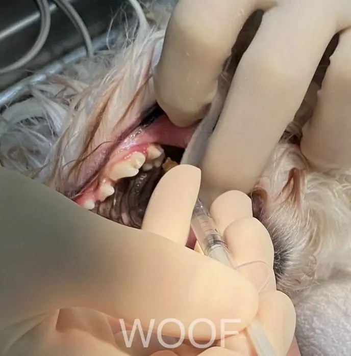 犬貓拔牙很痛嗎?犬貓拔牙麻醉、止痛、注意事項一次看 2 IMG 0023