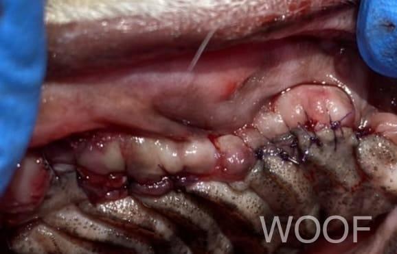 犬貓臉腫怎麼辦: 關於齒根囊腫 6 IMG 0083