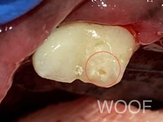 犬貓臉腫怎麼辦: 關於齒根囊腫 4 IMG 0089