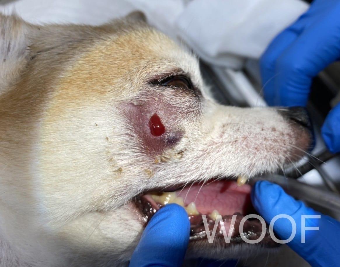 犬貓臉腫怎麼辦: 關於齒根囊腫 1 IMG 0093