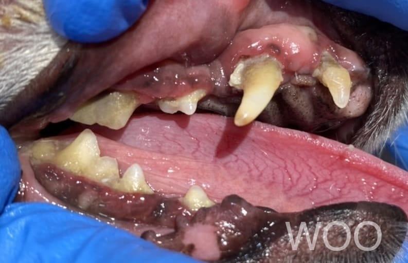 犬貓臉腫怎麼辦: 關於齒根囊腫 2 IMG 0094