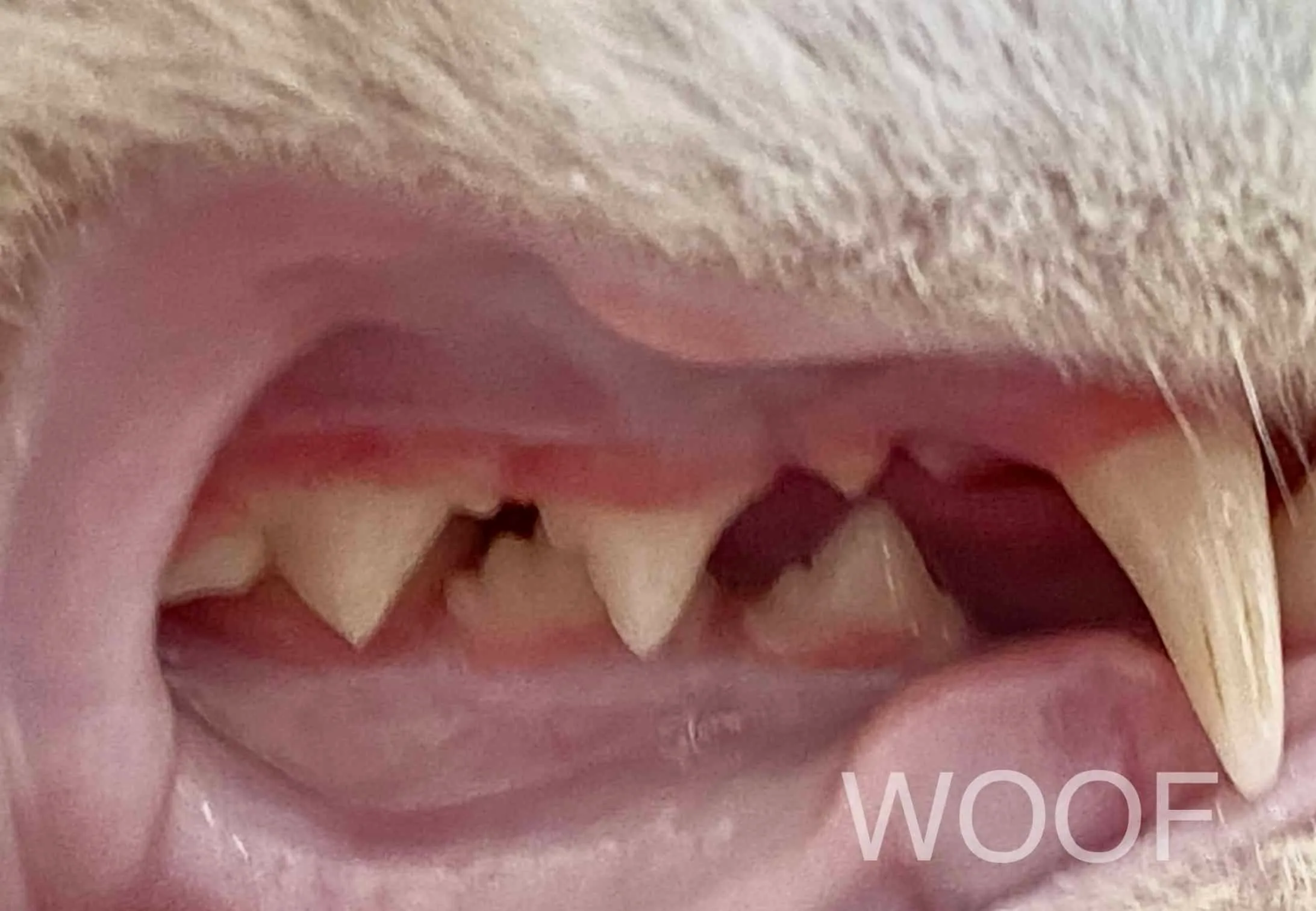 貓幼年型增生性齒齦炎 (Juvenile Feline Hyperplastic Gingivitis) 8 IMG 0232 2