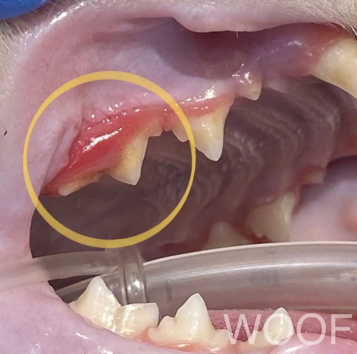 貓幼年型增生性齒齦炎 (Juvenile Feline Hyperplastic Gingivitis) 1 IMG 0234 1