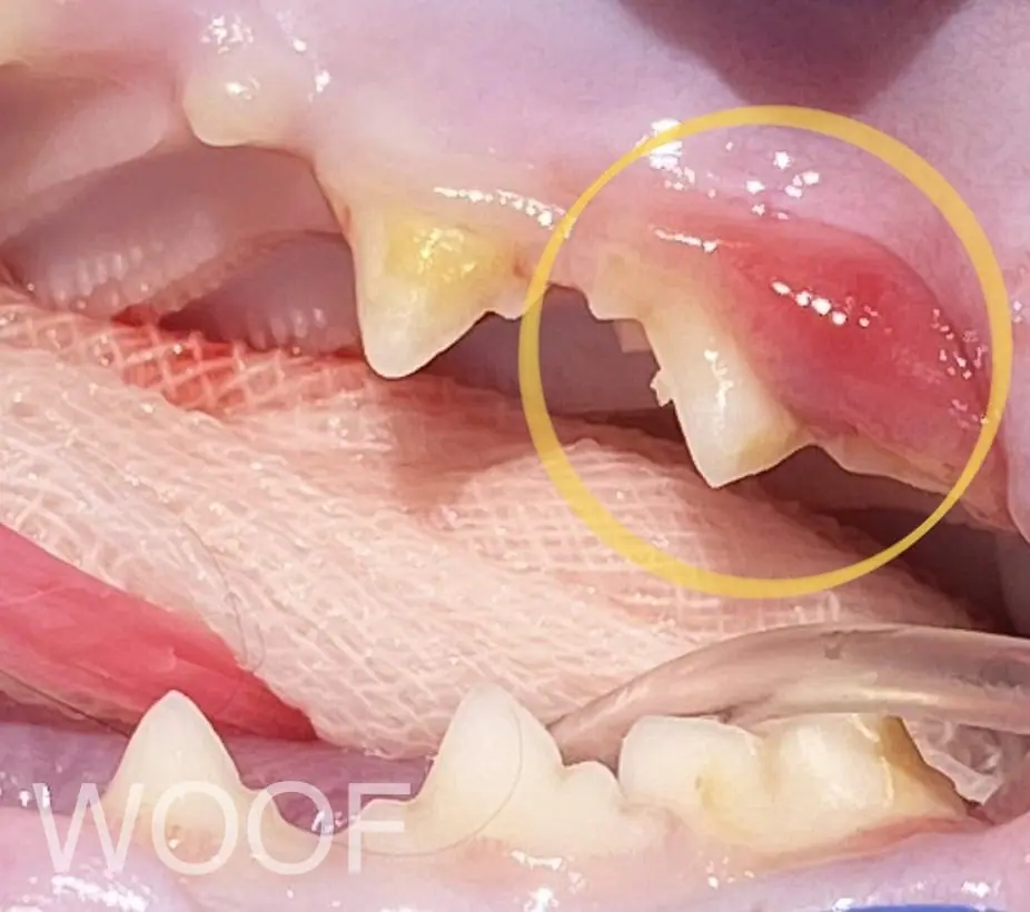 貓幼年型增生性齒齦炎 (Juvenile Feline Hyperplastic Gingivitis) 2 IMG 0235 1