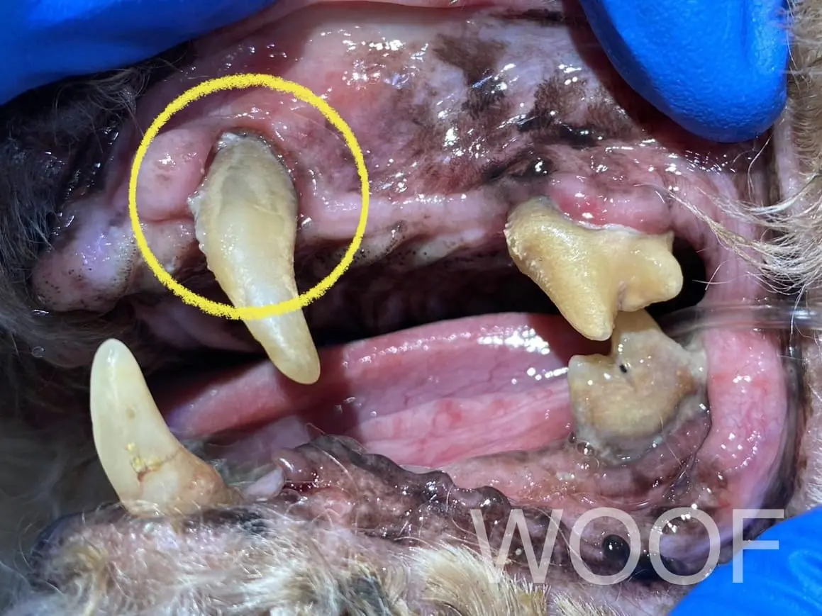 口鼻瘻管讓狗狗嘴巴有破洞?!口鼻瘻管搶救大作戰 5 IMG 0443 1