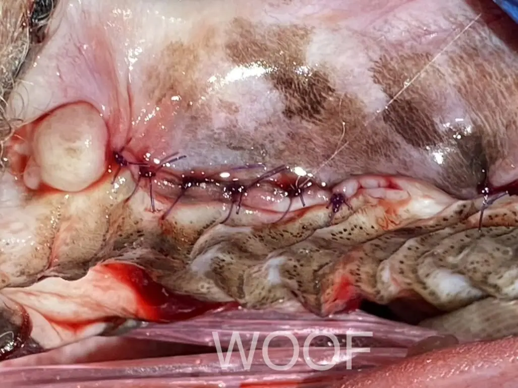 口鼻瘻管讓狗狗嘴巴有破洞?!口鼻瘻管搶救大作戰 7 IMG 0446