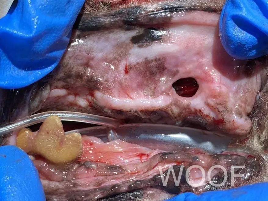口鼻瘻管讓狗狗嘴巴有破洞?!口鼻瘻管搶救大作戰 8 IMG 0449