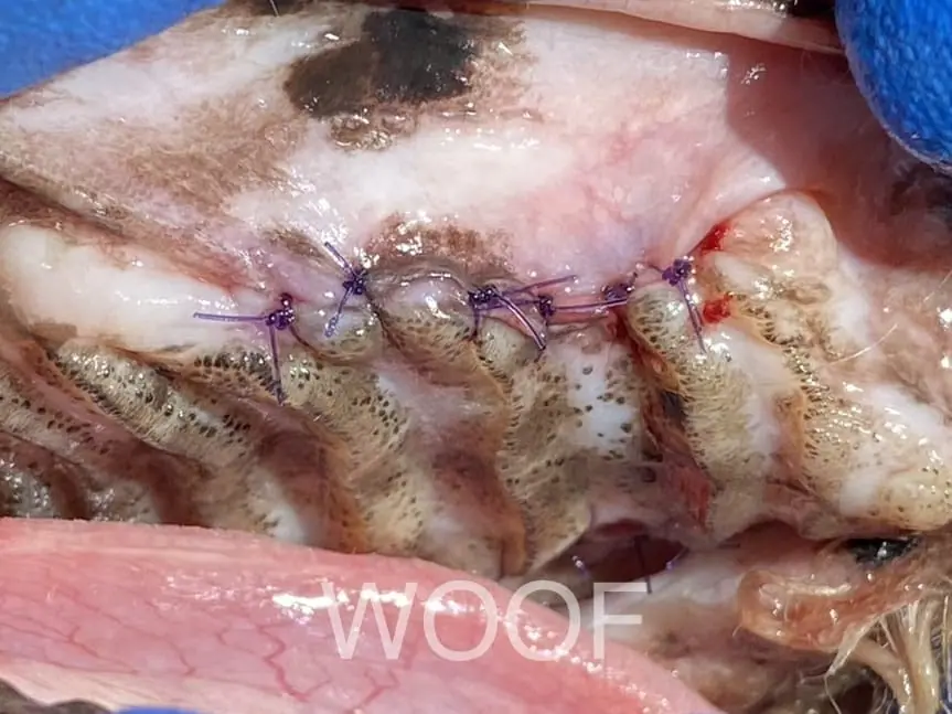 口鼻瘻管讓狗狗嘴巴有破洞?!口鼻瘻管搶救大作戰 9 IMG 0450