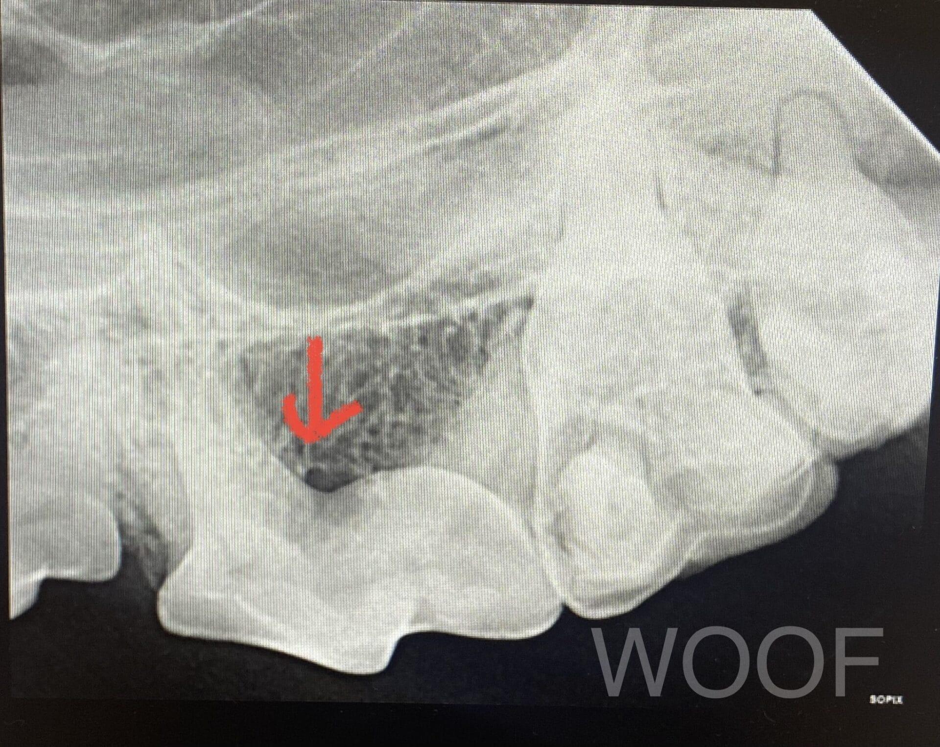 舔毛要注意。嘴巴裡的毛怪與牙垢 8 IMG 1422