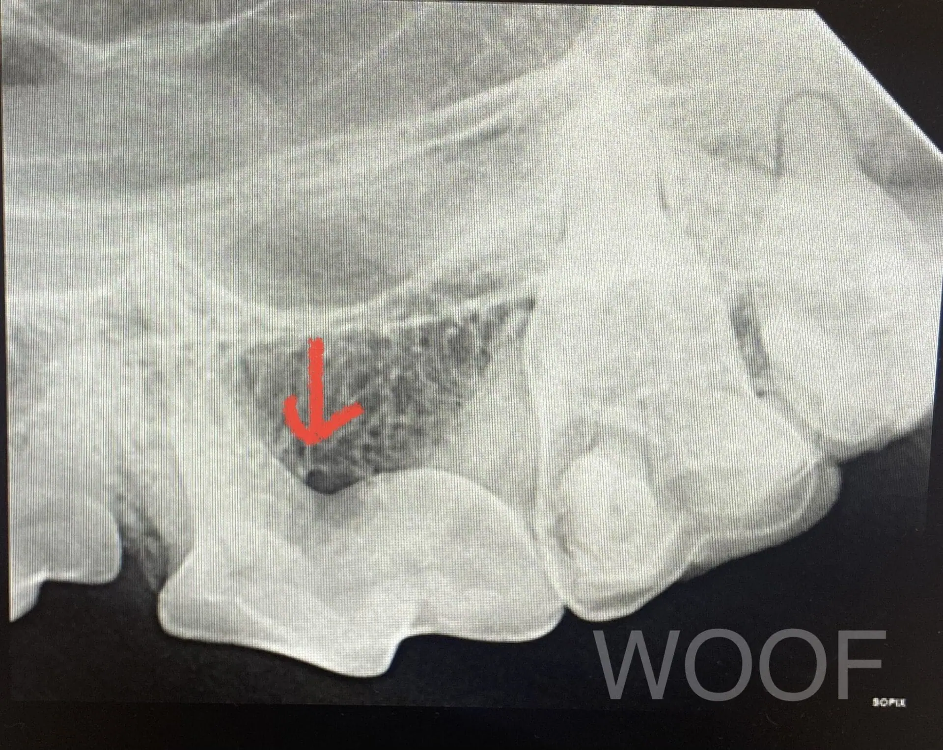 舔毛要注意。嘴巴裡的毛怪與牙垢 8 IMG 1422