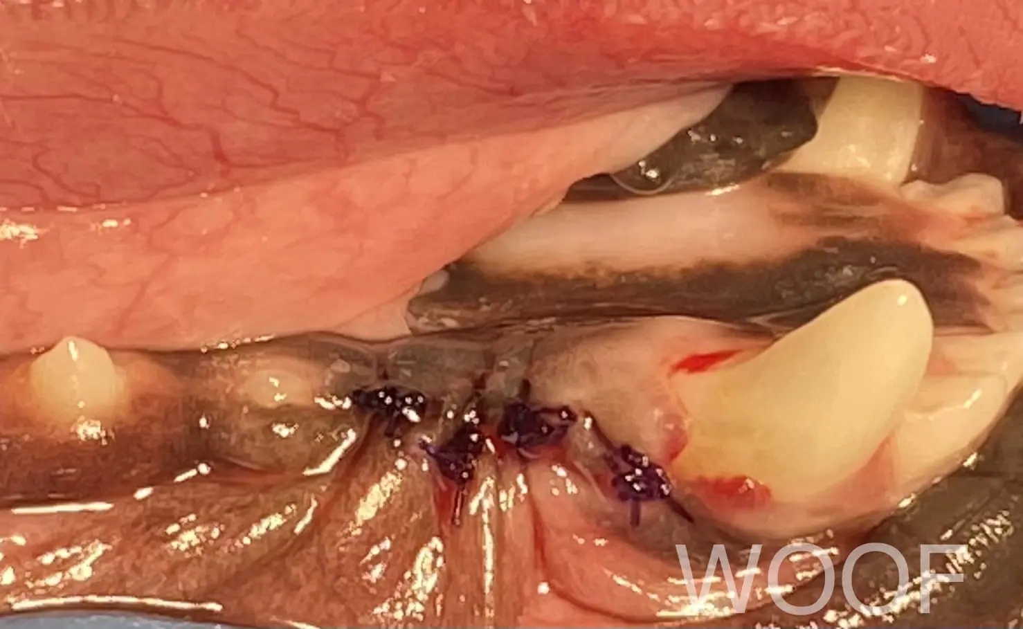 犬貓乳牙不處理會怎樣?這些狗狗品種要注意! 8 IMG 7020