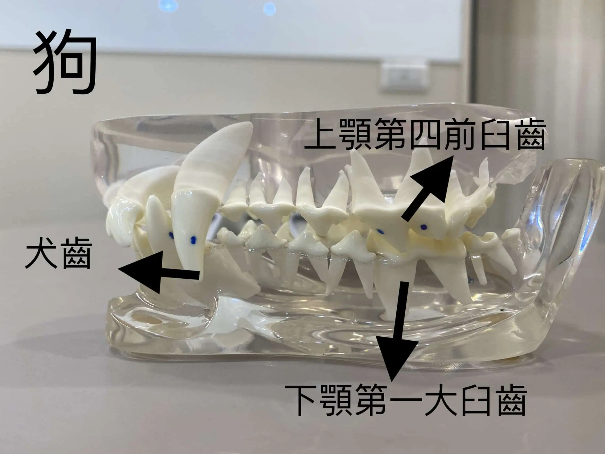 貓咪狗狗牙齒黑黑的是蛀牙嗎?貓咪狗狗蛀牙問題全解答 1 狗狗牙齒模型圖,狗狗牙齒以撕裂、咬碎功能為主,牙齒呈尖銳樣