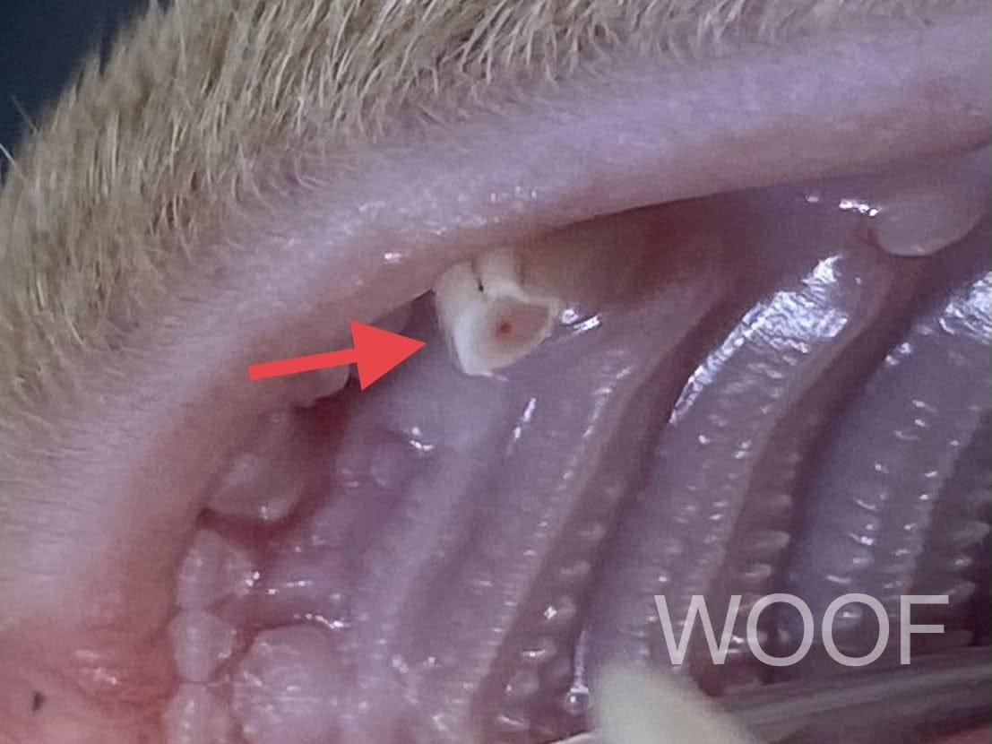 啃咬玩具請慎選。狗左下犬齒牙體復型 5 IMG 9742