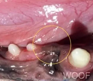 犬貓乳牙不處理會怎樣?這些狗狗品種要注意! 4 IMG 9935 2