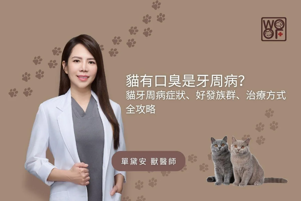 貓有口臭是牙周病？貓牙周病症狀、好發族群、治療方式全攻略