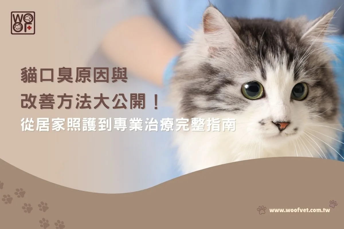 貓口臭原因與改善方法大公開！從居家照護到專業治療完整指南