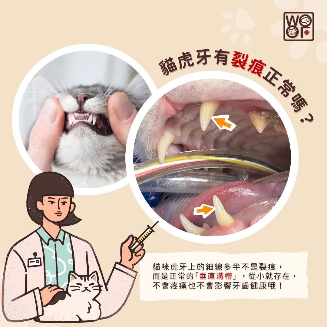 貓虎牙有裂痕正常嗎?