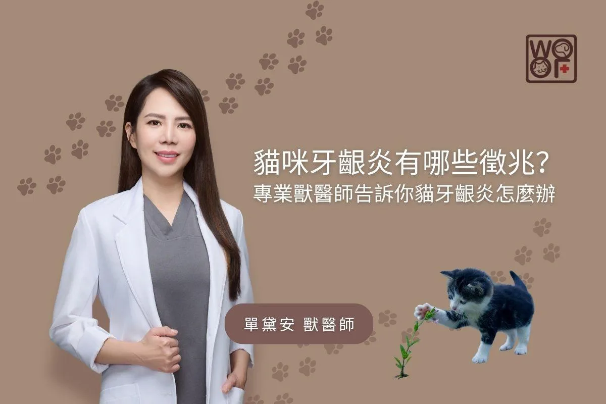 貓咪牙齦炎有哪些徵兆？專業獸醫師告訴你貓牙齦炎怎麼辦