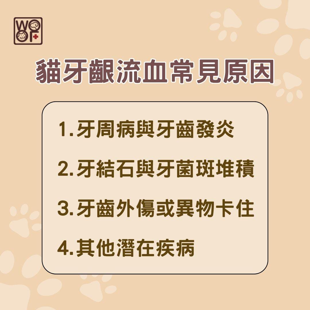 貓牙齦流血常見原因