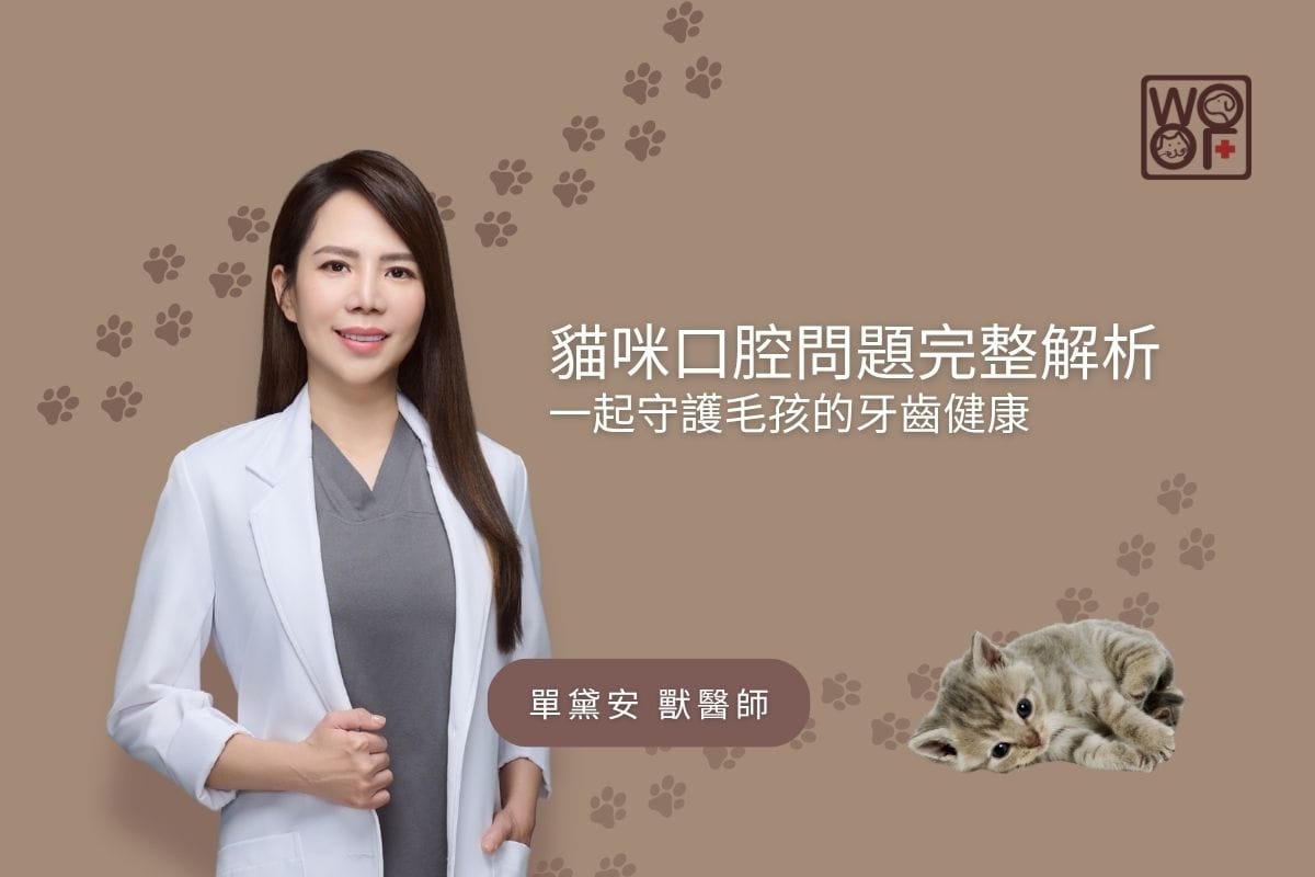 貓咪口腔問題完整解析，一起守護毛孩的牙齒健康