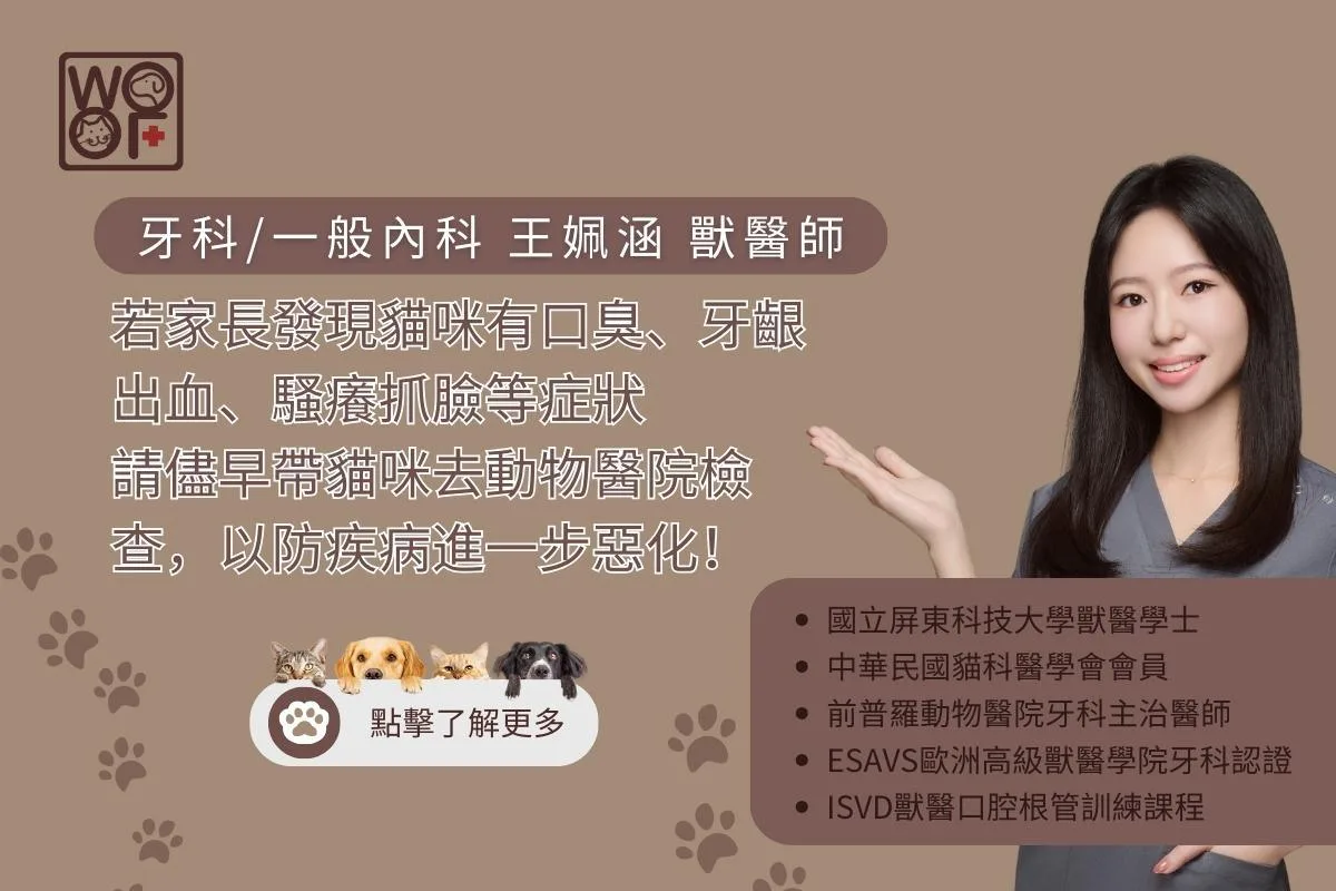 貓牙周病的症狀有口臭、牙齦紅腫、牙齦出血、流口水、磨牙、頻繁搔抓臉部