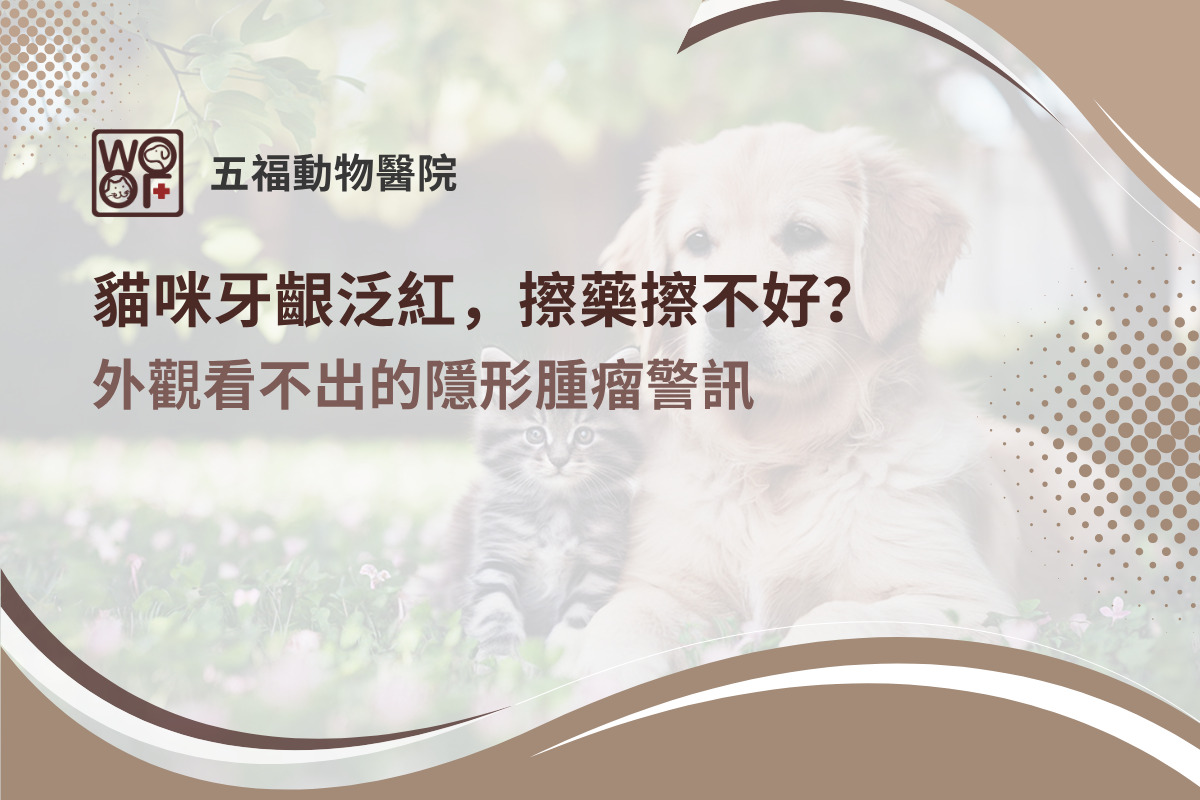 貓咪牙齦泛紅，擦藥擦不好？外觀看不出的隱形腫瘤警訊