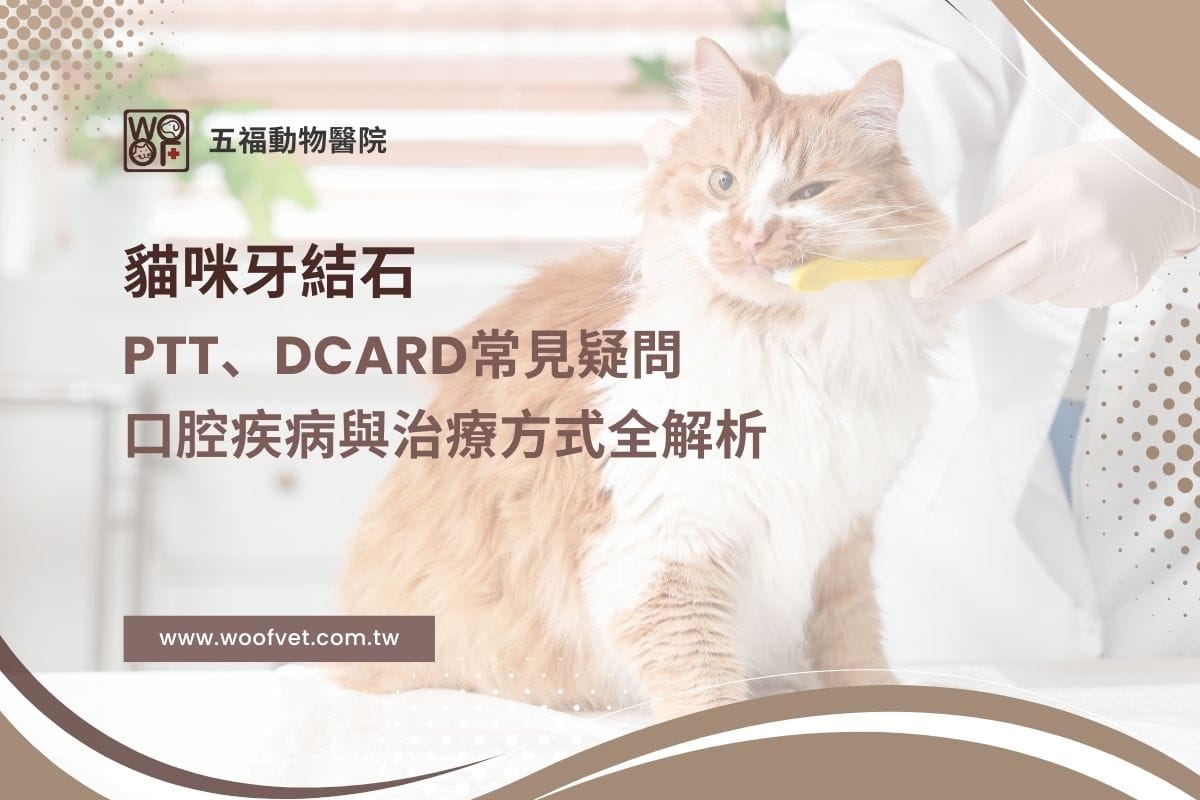 貓咪牙結石PTT、Dcard常見疑問，口腔疾病與治療方式全解析