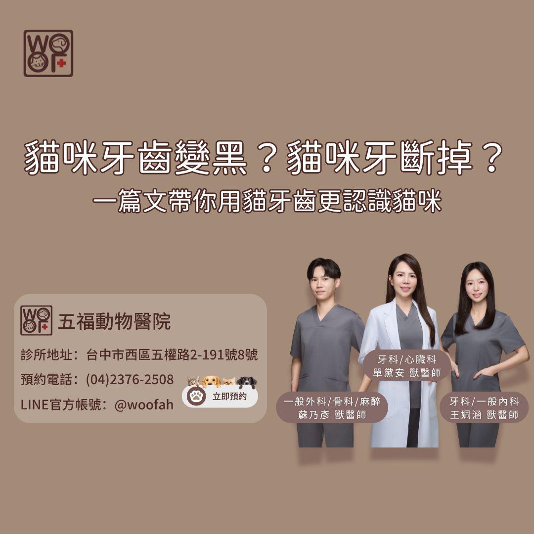 貓咪牙齒變黑？貓咪牙斷掉？一篇文帶你用貓牙齒更認識貓咪