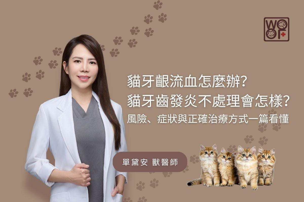 貓牙齦流血怎麼辦？ 貓牙齒發炎不處理會怎樣？風險、症狀與正確治療方式一篇看懂