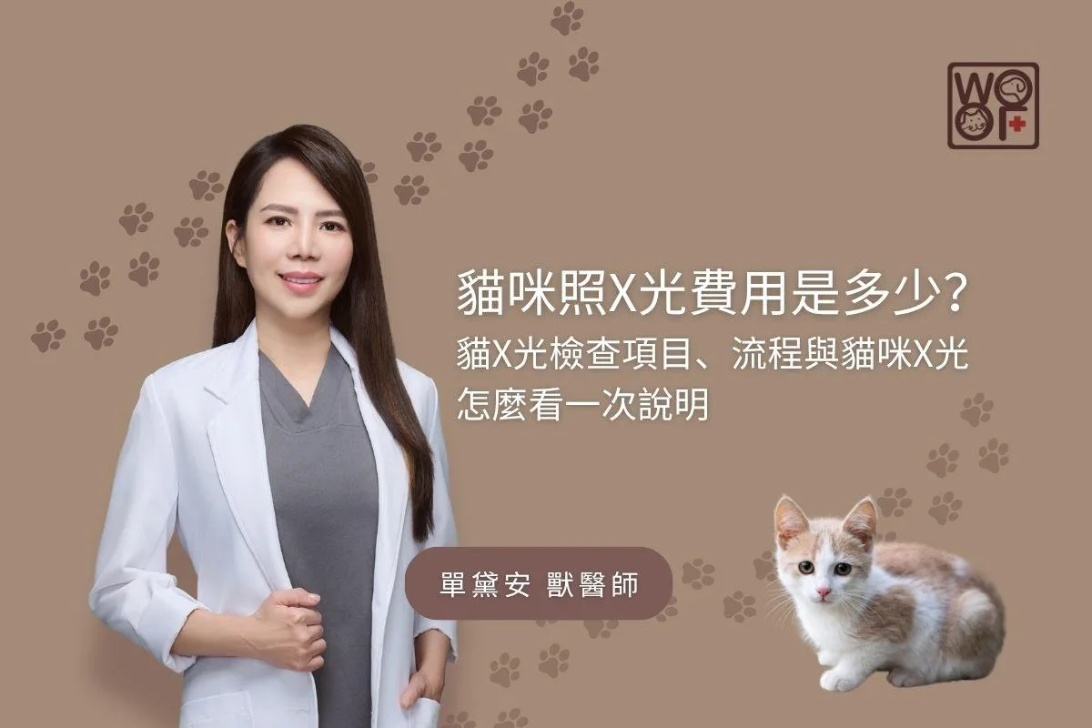 貓咪照X光費用是多少？貓X光檢查項目、流程與貓咪X光怎麼看一次說明