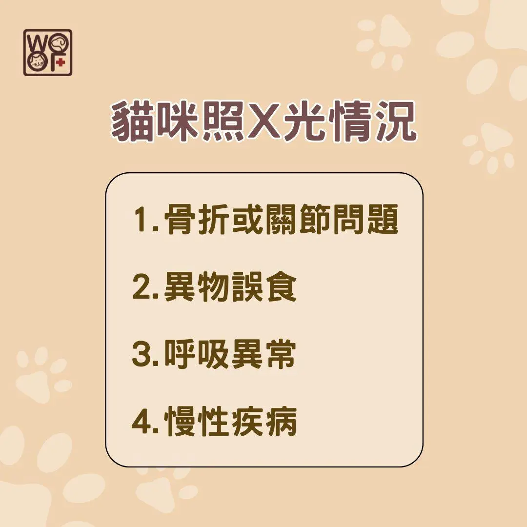 貓咪照X光情況