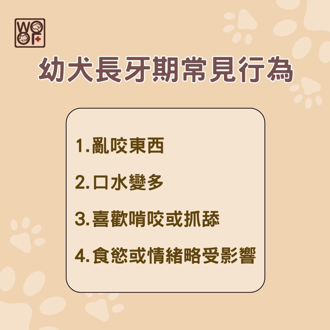 幼犬長牙期常見行為