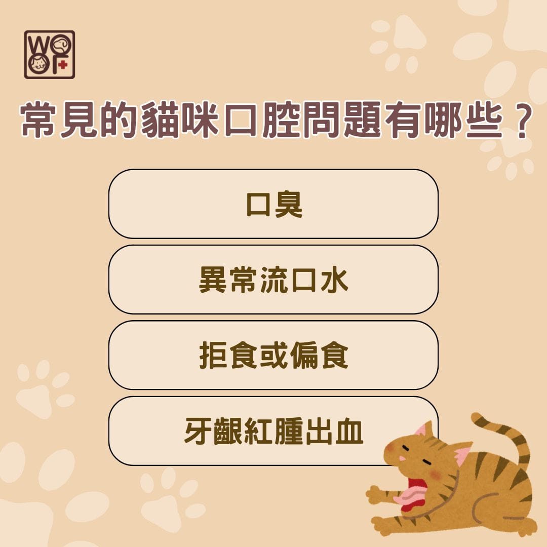常見的貓咪口腔問題有哪些？