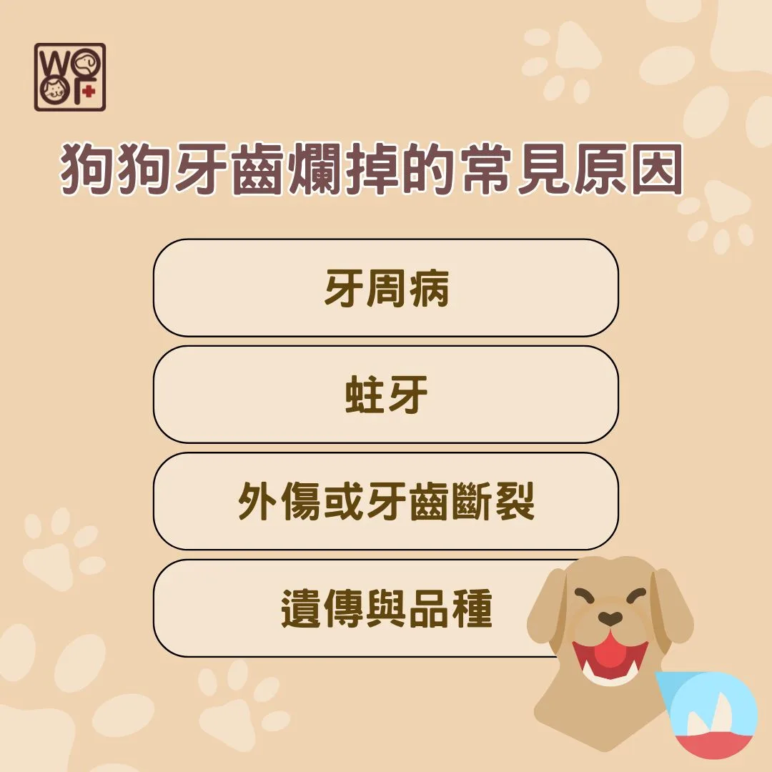 狗狗牙齒爛掉的常見原因 