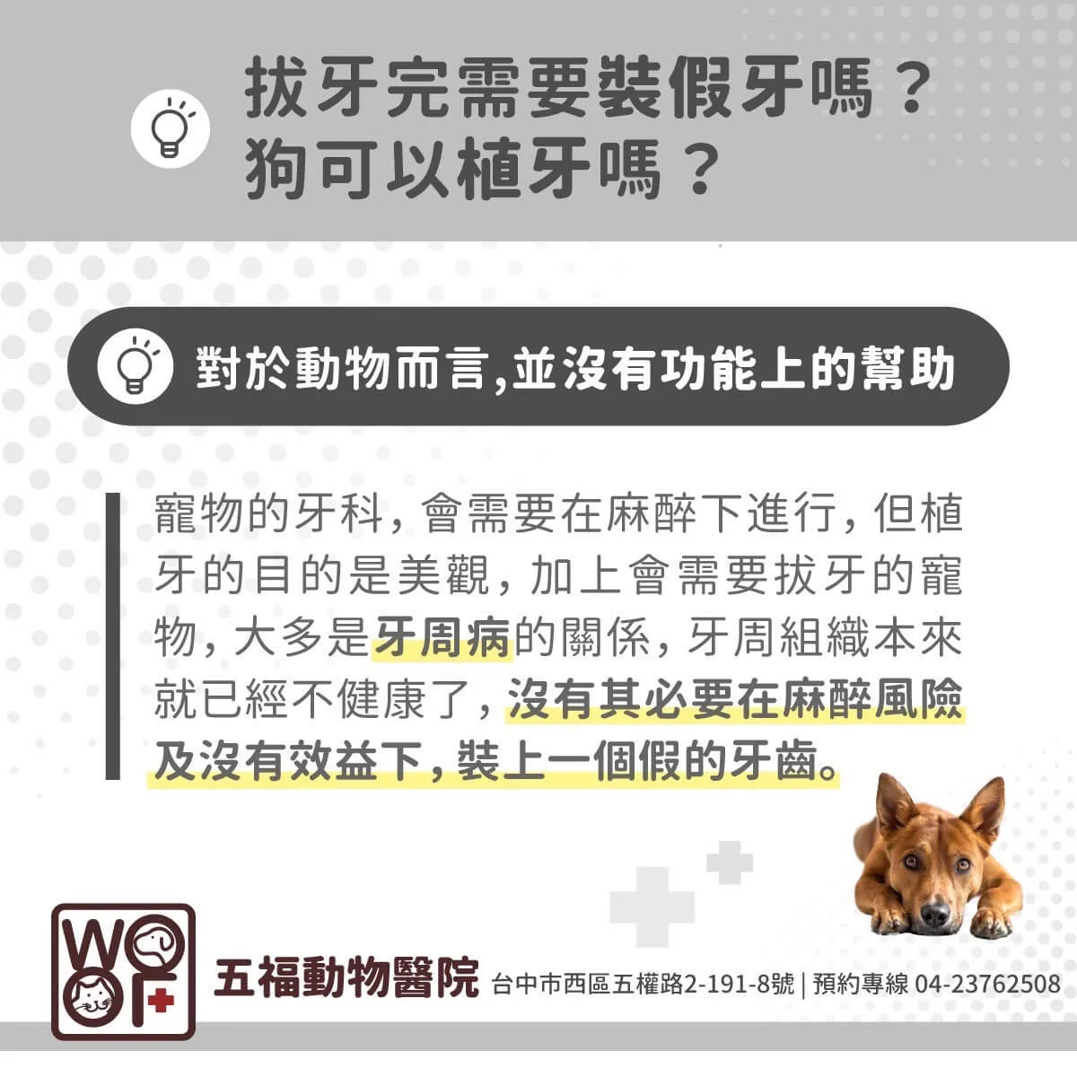 狗狗牙周病拔牙的標準是什麼?這樣的牙齒千萬不能留! 8 狗狗拔牙完不用裝假牙或植牙