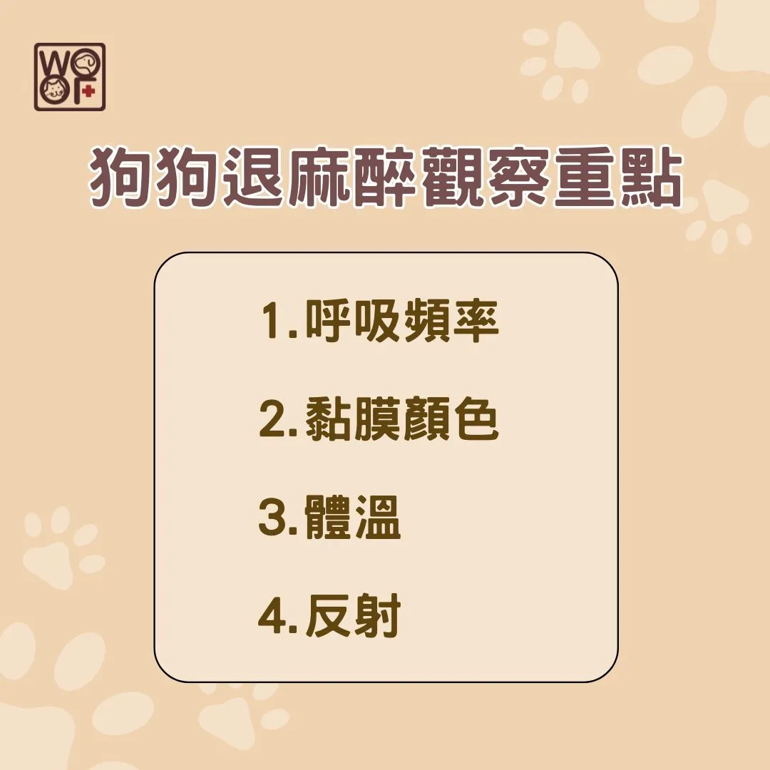 狗狗退麻醉觀察重點